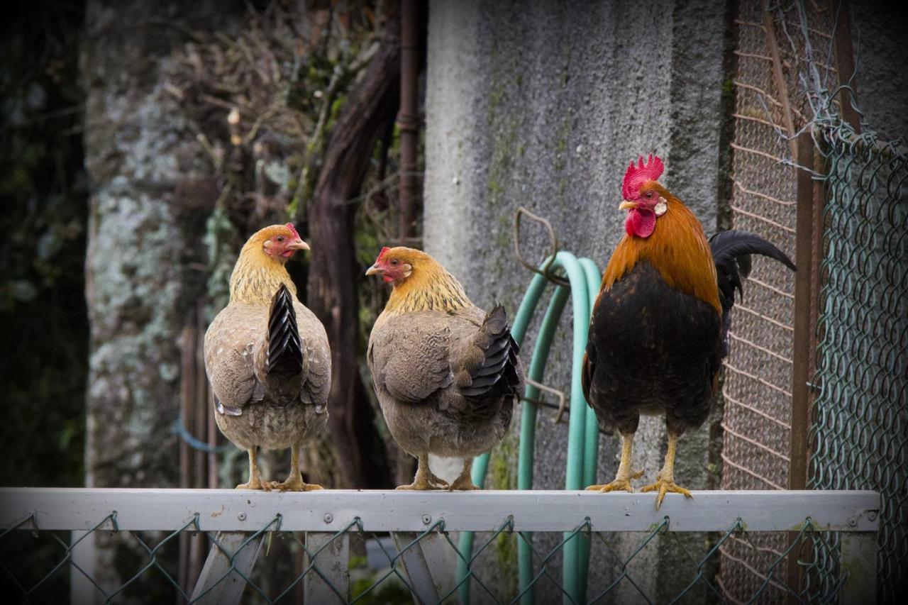 Pensjonat Casa Do Vale Fafe Zewnętrze zdjęcie